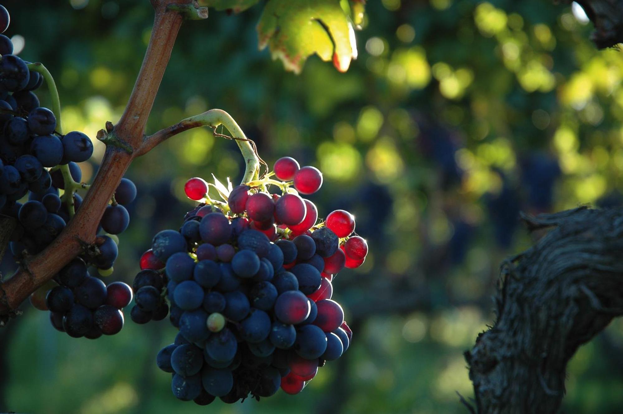 Agriturismo Valle Galfina Лингуаглоса Екстериор снимка